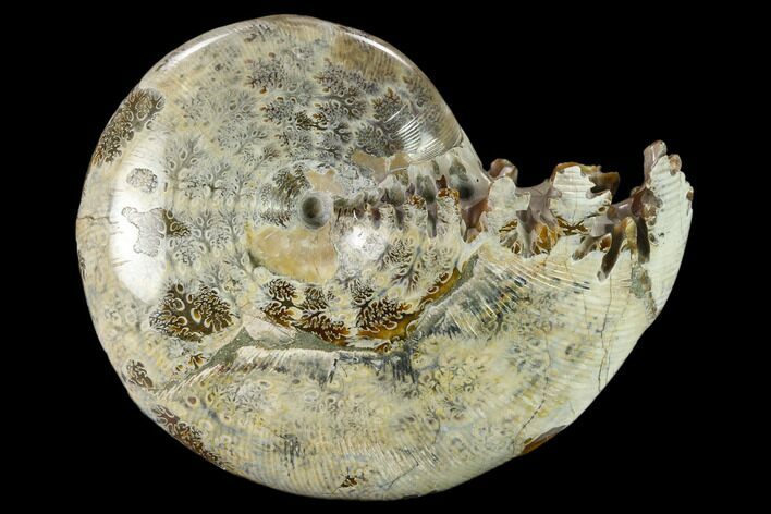 Polished, Agatized Ammonite (Phylloceras?) - Madagascar #132150